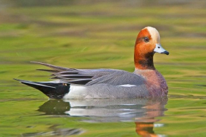 Sviyaz - brojna patka sjeverne hemisfere Sviyaz - brojna patka sjeverne hemisfere